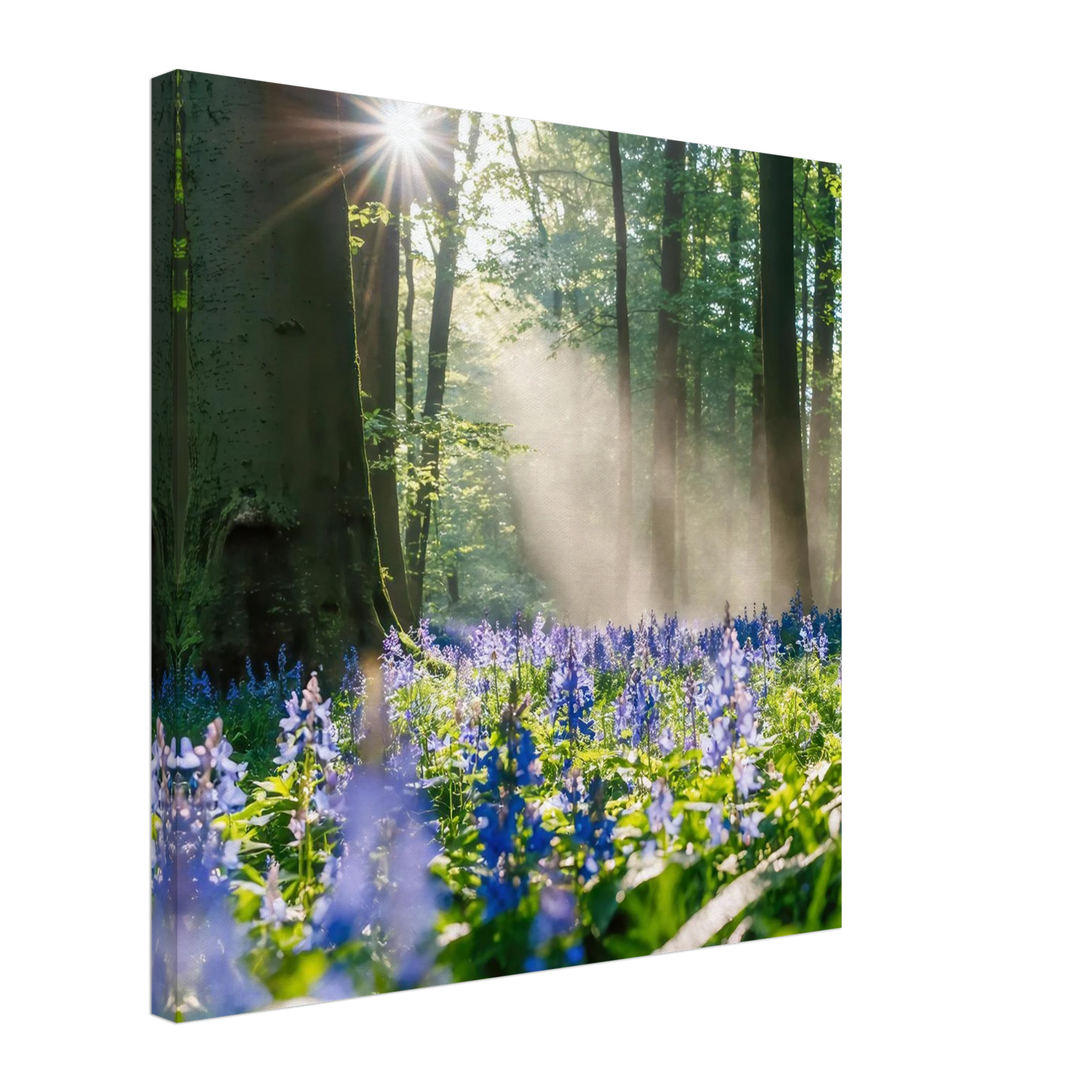 Wandbild mystische waldlichtung mit blauen glockenblumen sonnenverwoehntes naturbild in verschiedenen groessen