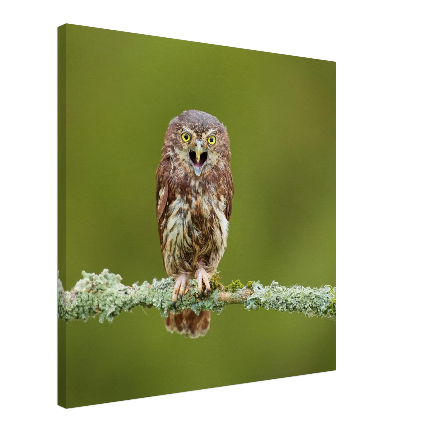 Wandbild rufer der wildnis faszinierendes eulen portraet mit leuchtenden augen fuer ihr zuhause