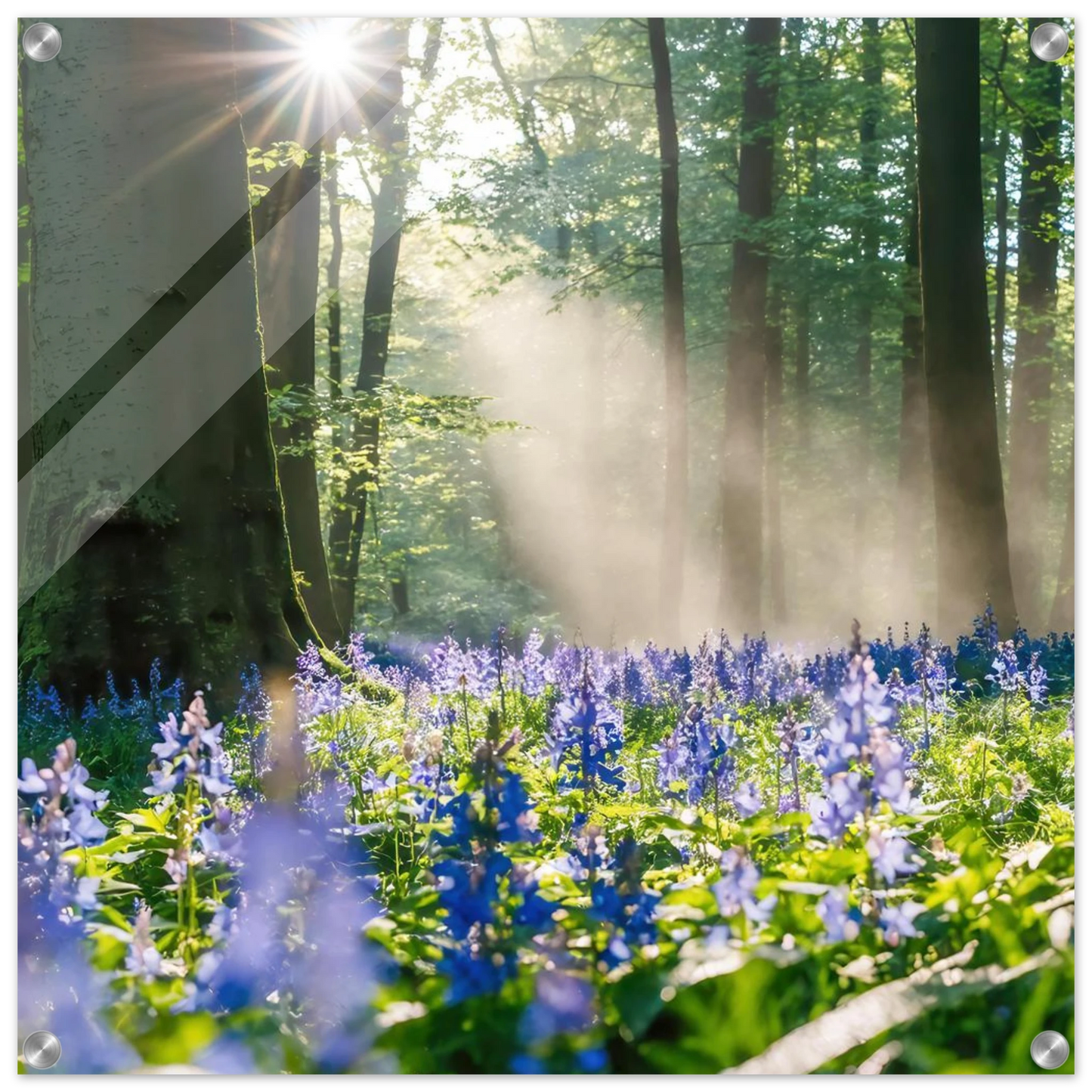 Wandbild mystische waldlichtung mit blauen glockenblumen sonnenverwoehntes naturbild in verschiedenen groessen