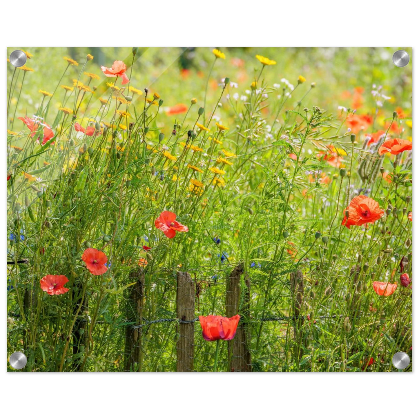Wandbild wildblumen feld rot gelb sonnige mohnblumen wiese als kunstdruck