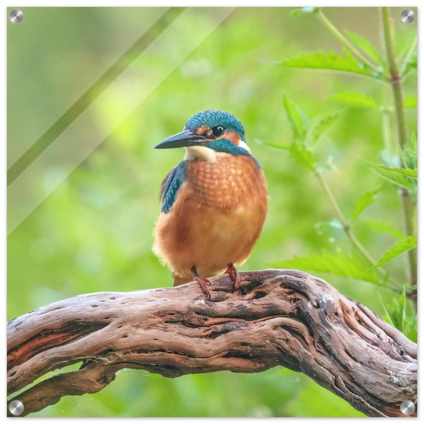 Wandbild eisvogel lebendige naturkunst fuer ihr zuhause in ihrer wunschgroesse 2