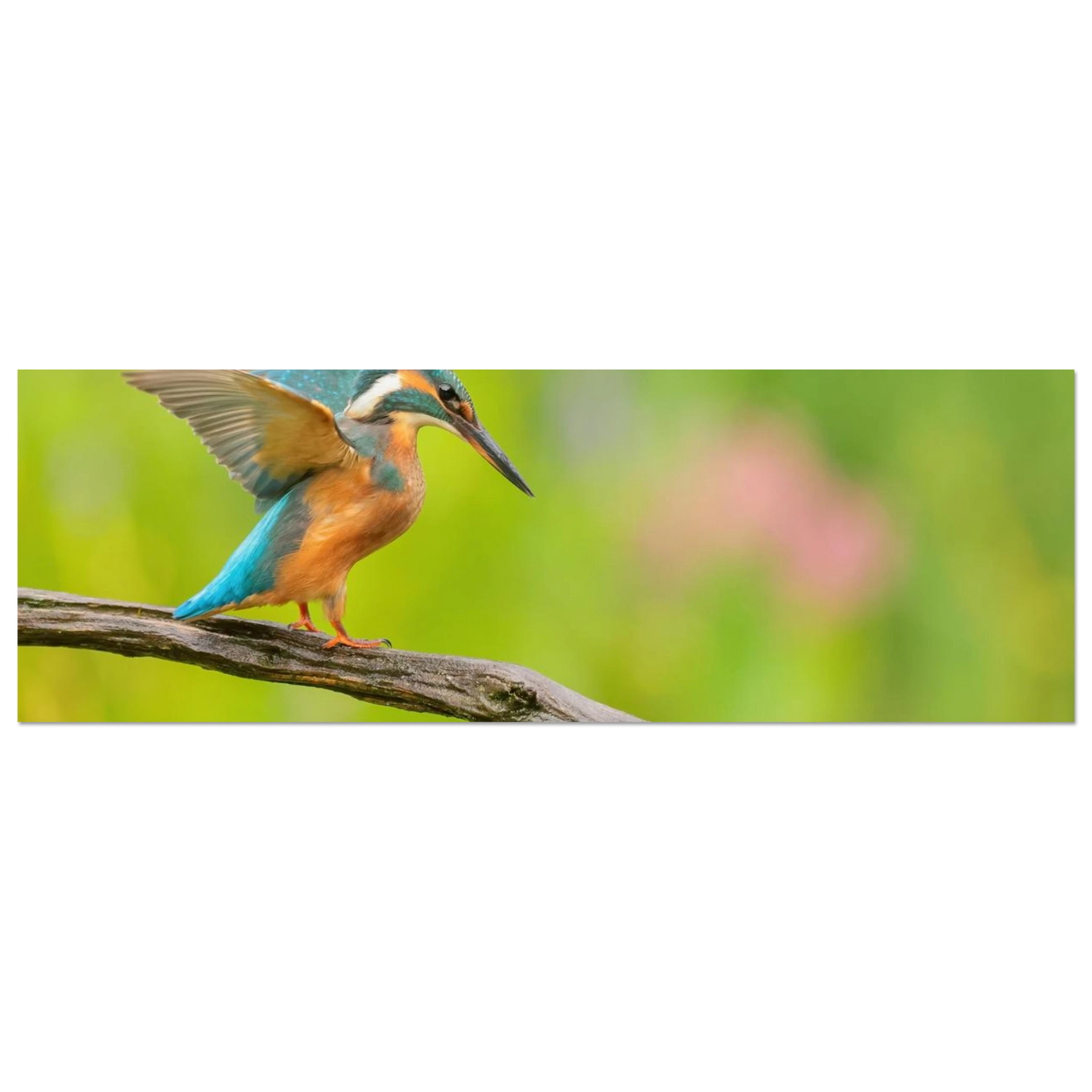 Wandbild eisvogel leuchtende federpracht auf natuerlichem ast in ihrer wunschgroesse