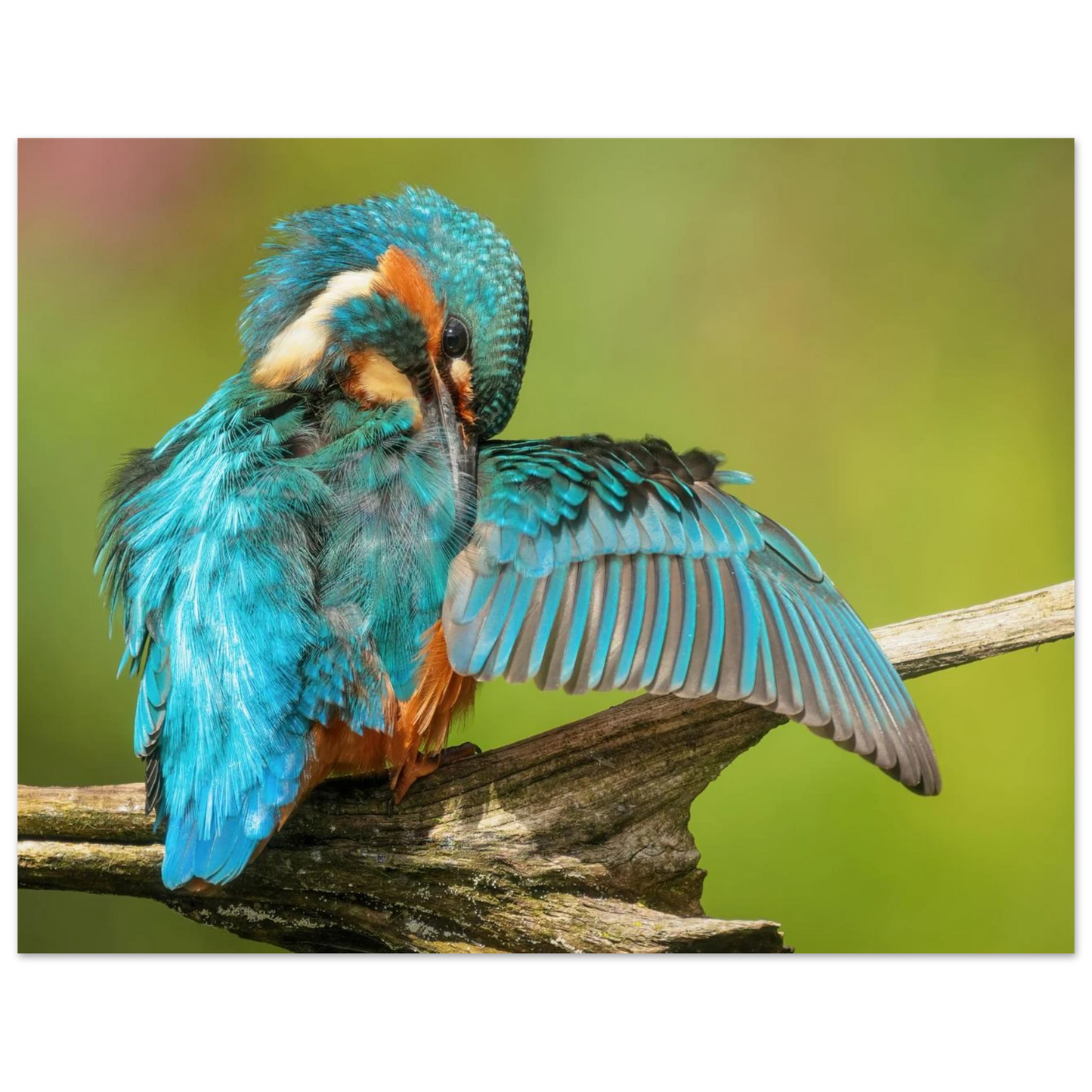 Wandbild eisvogel lebendige farbenpracht der natur auf leinwand