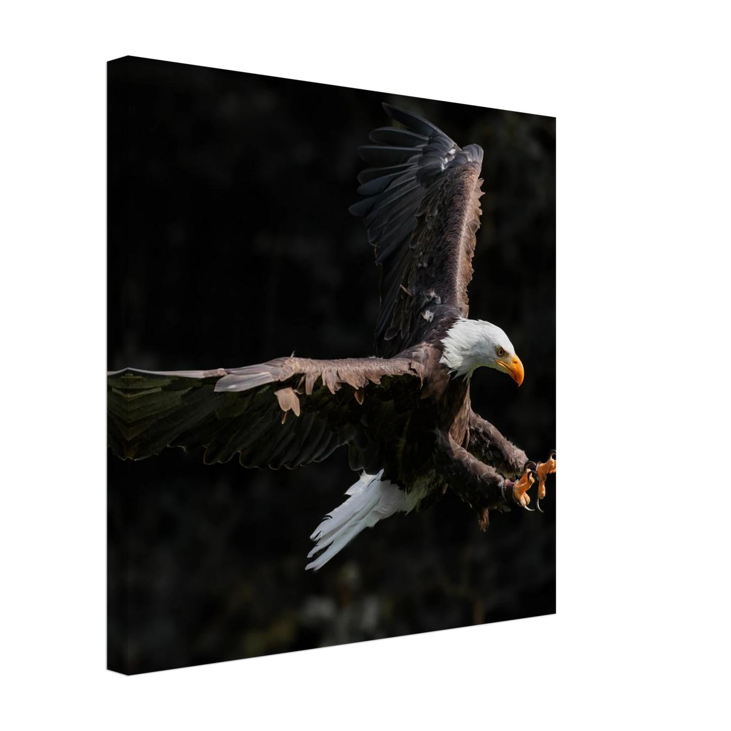 Wandbild majestaetischer weisskopfseeadler im flug freiheit staerke in ihrer wunschgroesse