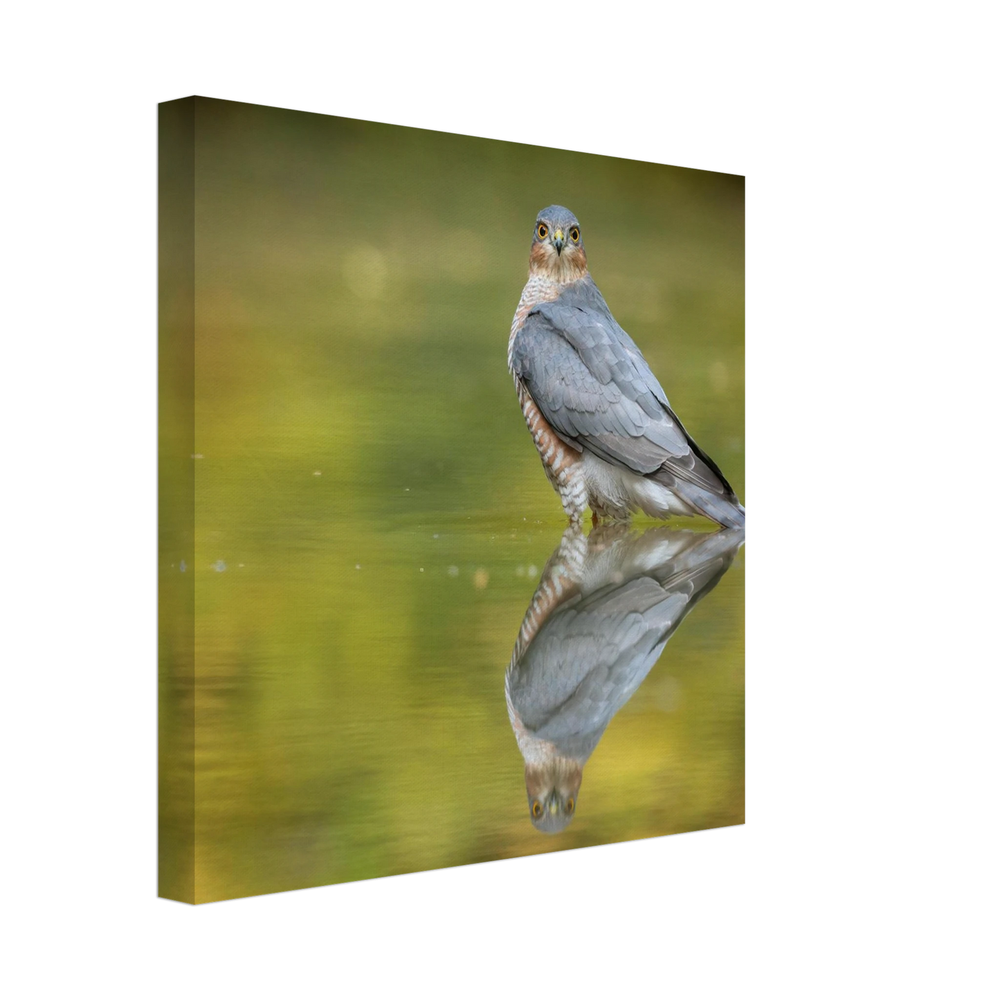 Wandbild mystischer sperber im morgengold faszinierende wildtierfotografie in ihrer wunschgroesse