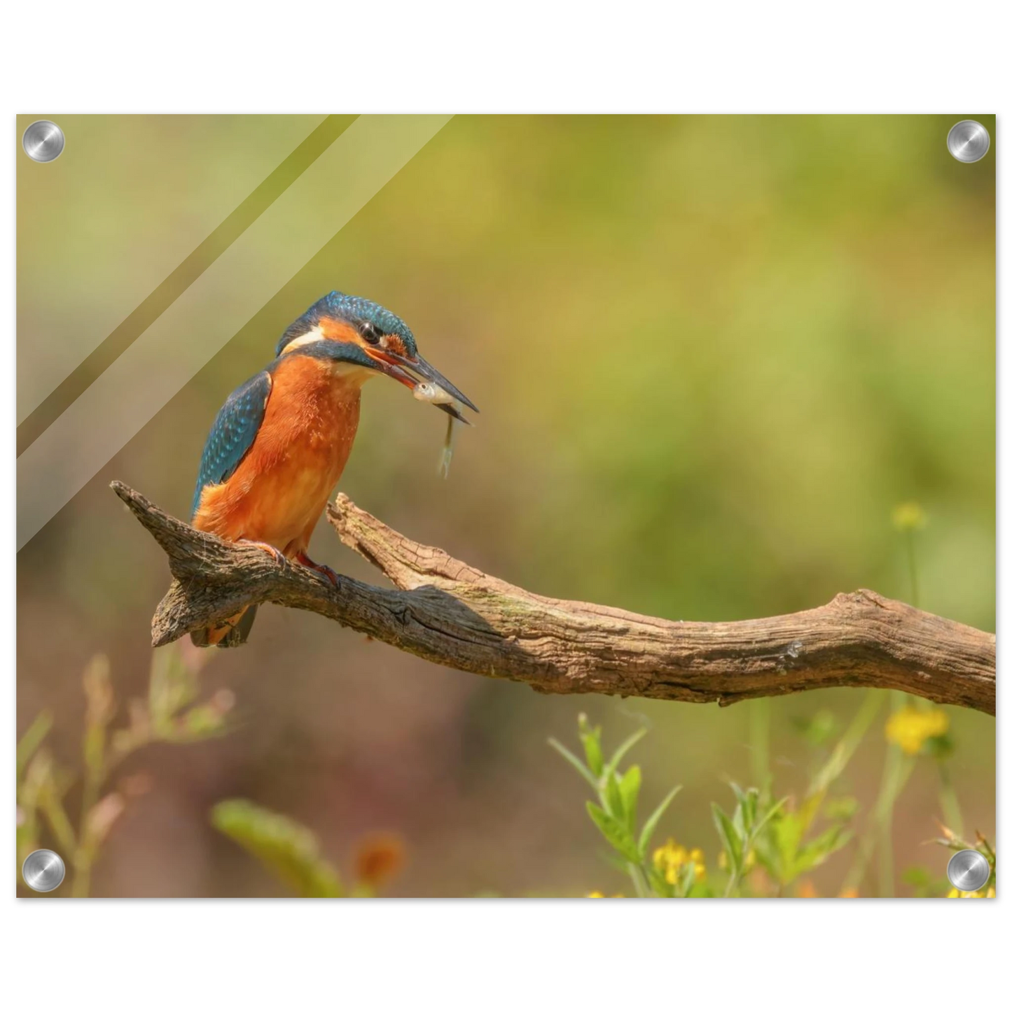 Wandbild eisvogel farbpracht leuchtende naturkunst fuer ihr zuhause in vielen groessen