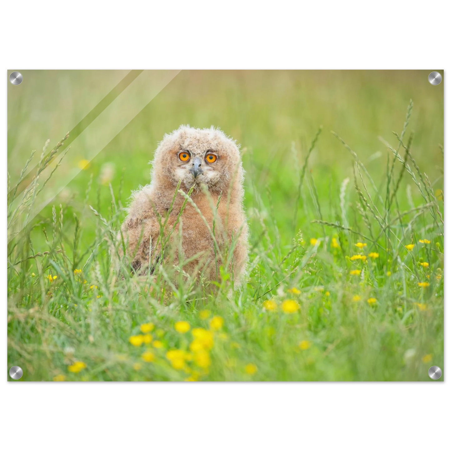 Wandbild junges eulenkueken im gras ein bezaubernder anblick fuer ihr zuhause in vielen groessen