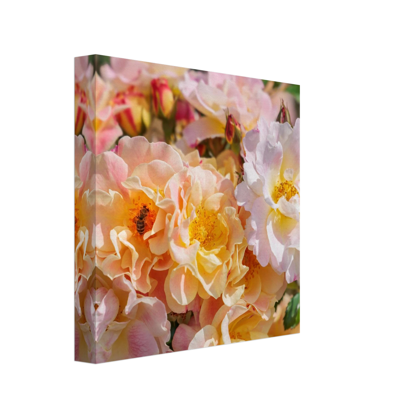 Wandbild bluehende gartenrosen eine honigbienen ode in pastell perfektion in vielen groessen verfuegbar