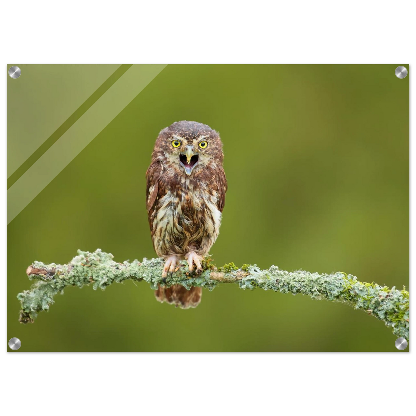 Wandbild rufer der wildnis faszinierendes eulen portraet mit leuchtenden augen fuer ihr zuhause
