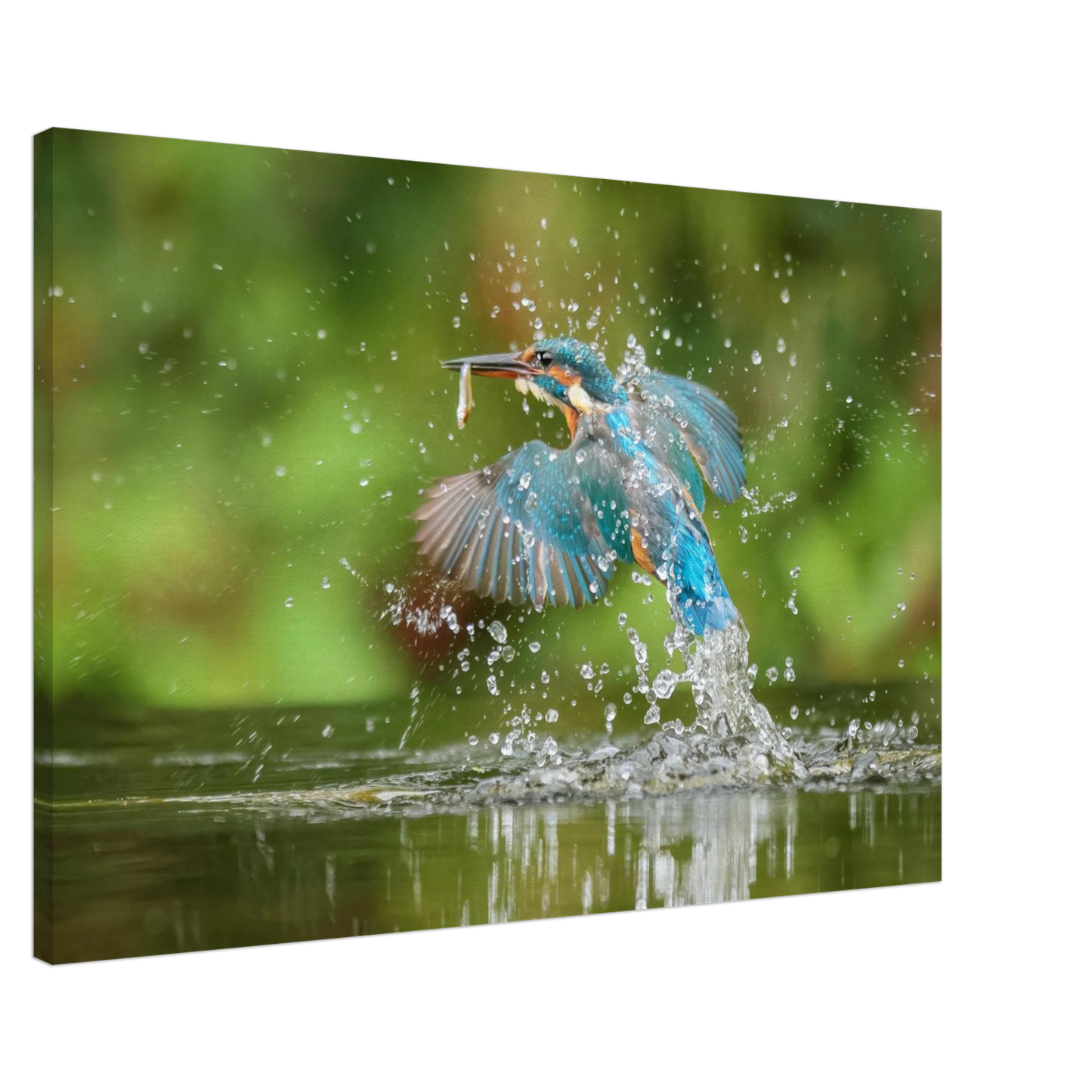 Wandbild eisvogel im sturzflug lebendige wildtierkunst fuer ihr zuhause