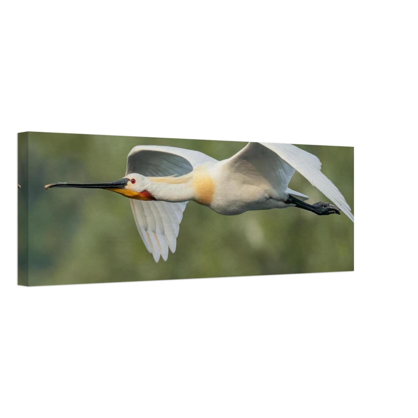 Wandbild eleganter loeffler im flug naturfotografie fuer ihr zuhause in vielen groessen