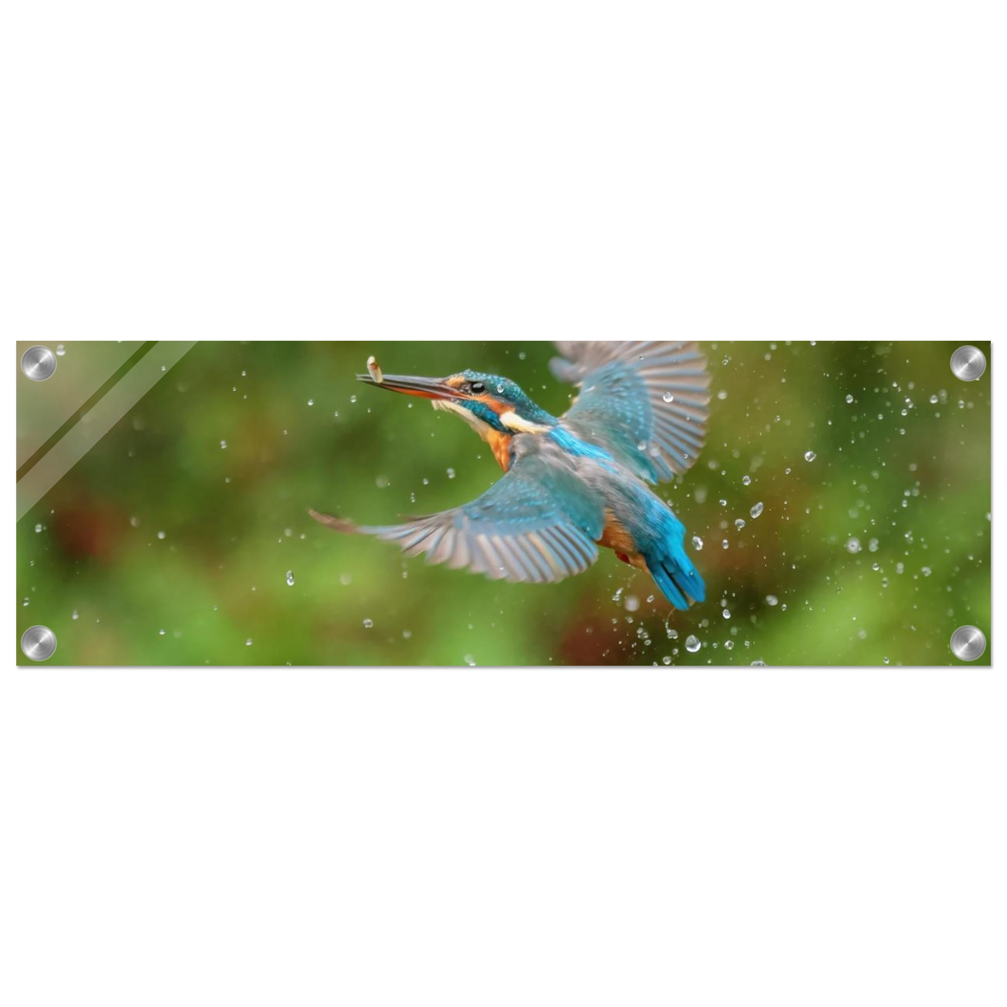 Wandbild eisvogel lebendige tierfotografie mit lebhaften blautoenen
