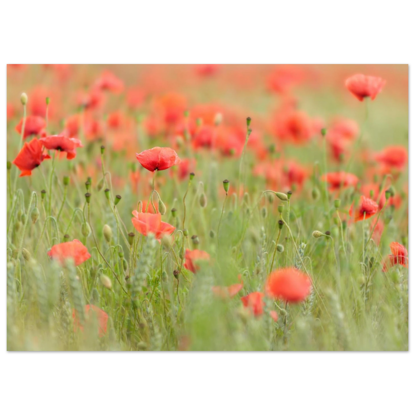 Wandbild vertraeumtes mohnblumenfeld ein stueck sommer fuer ihr zuhause in vielen groessen
