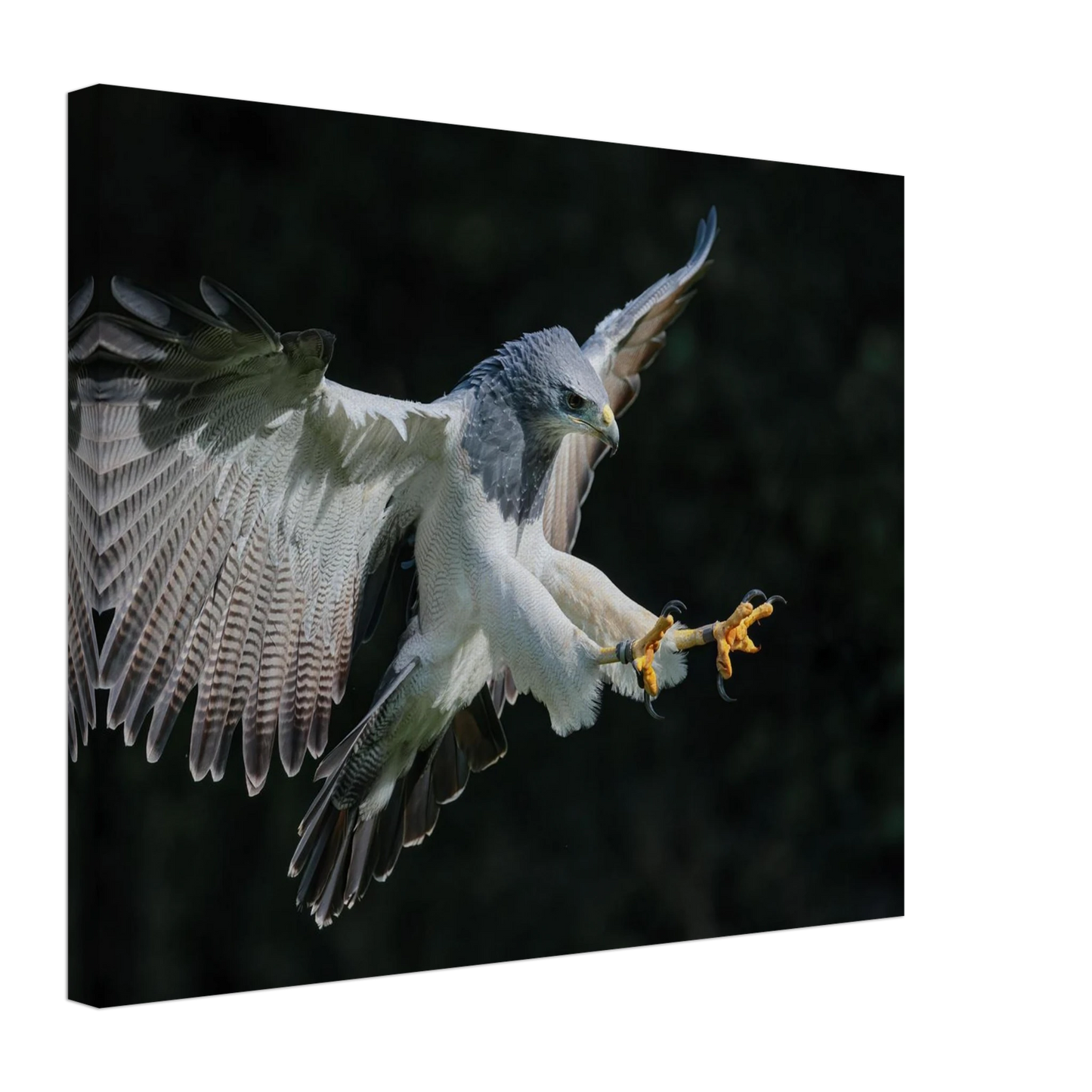 Wandbild majestaetischer schwarzbrustbussard im flug atemberaubende tierfotografie fuer ihr zuhause