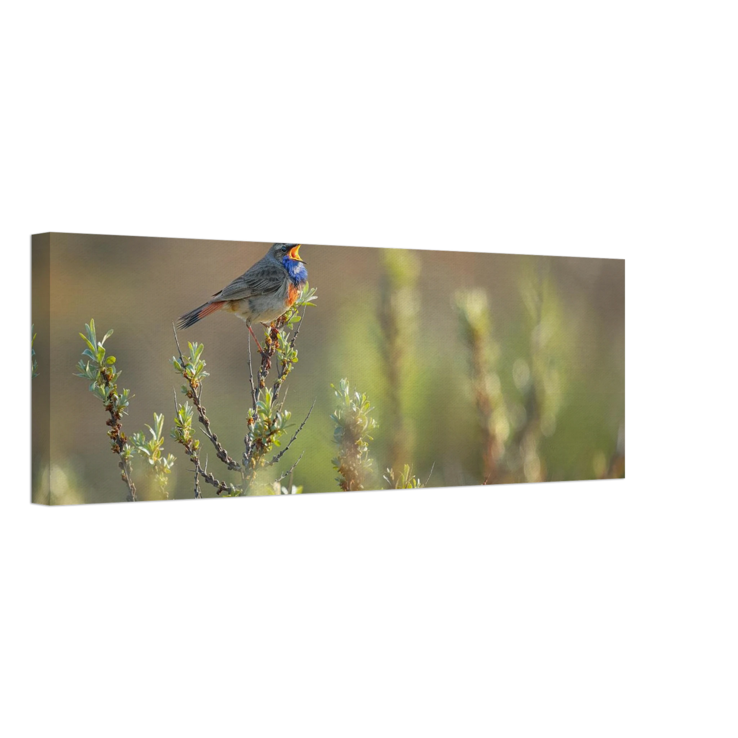 Wandbild singendes blaukehlchen lebendige naturfotografie als wandbild in verschiedenen groessen