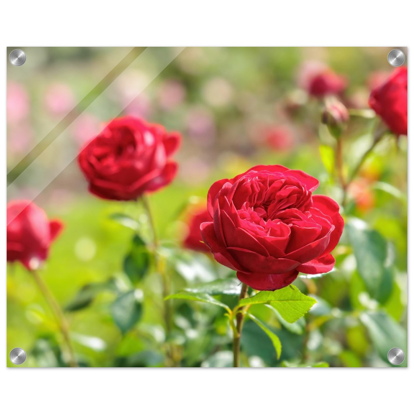 Wandbild rote rosen lebendige bluetenpracht fuer ihr zuhause in ihrer wunschgroesse
