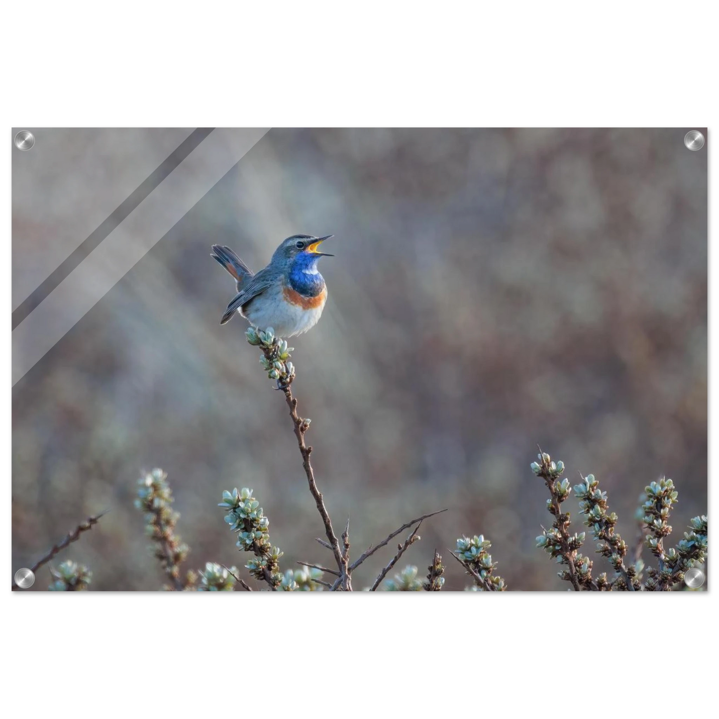 Wandbild blaukohlkehlchen im gesang naturkunst in lebendigen farben in ihrer wunschgroesse