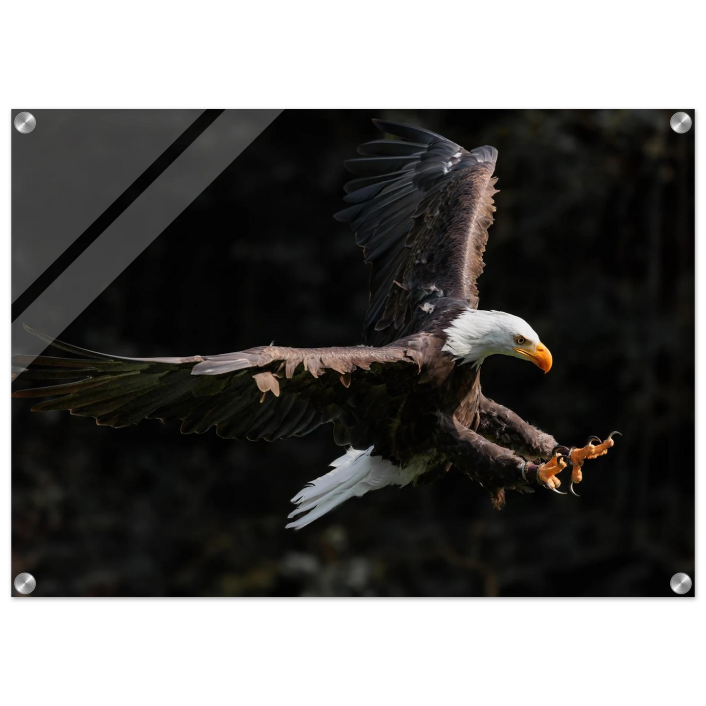Wandbild majestaetischer weisskopfseeadler im flug freiheit staerke in ihrer wunschgroesse