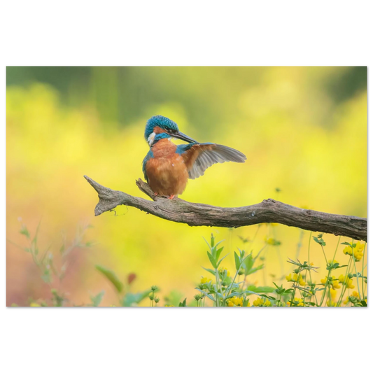 Wandbild eisvogel lebendige naturkunst fuer ihr zuhause