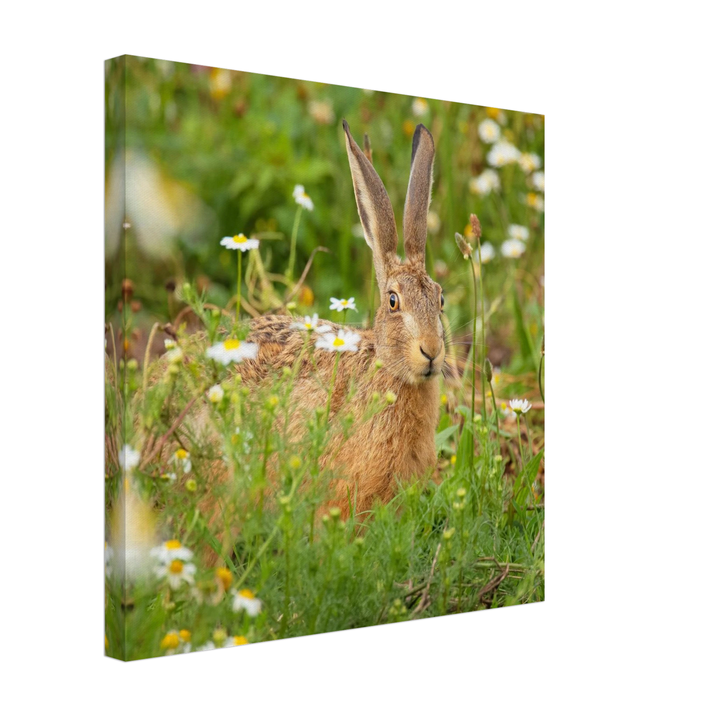 Wandbild feldhase im blumenfeld beruhigende natur tier kunst in vielen groessen