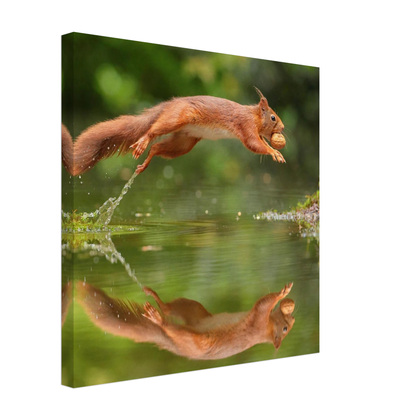 Wandbild Wandkunst eichhoernchens freudensprung dynamische naturkunst fuer ihr zuhause erhaeltlich in mehreren groessen