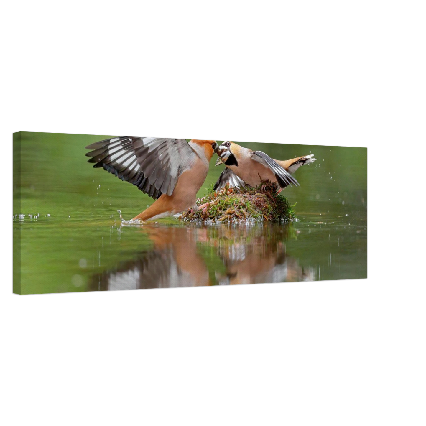 Wandbild momente der natur spektakulaerer kampf der voegel ueber dem wasser