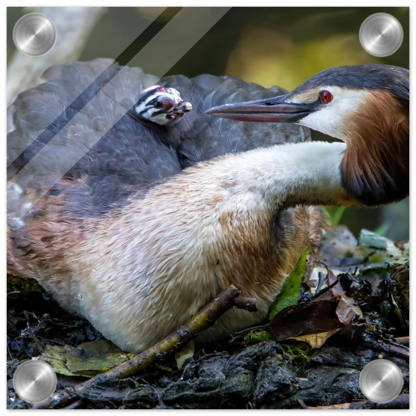 Wandbild zaertliche grosse haubentaucher familie naturgetreuer kunstdruck in ihrer wunschgroesse