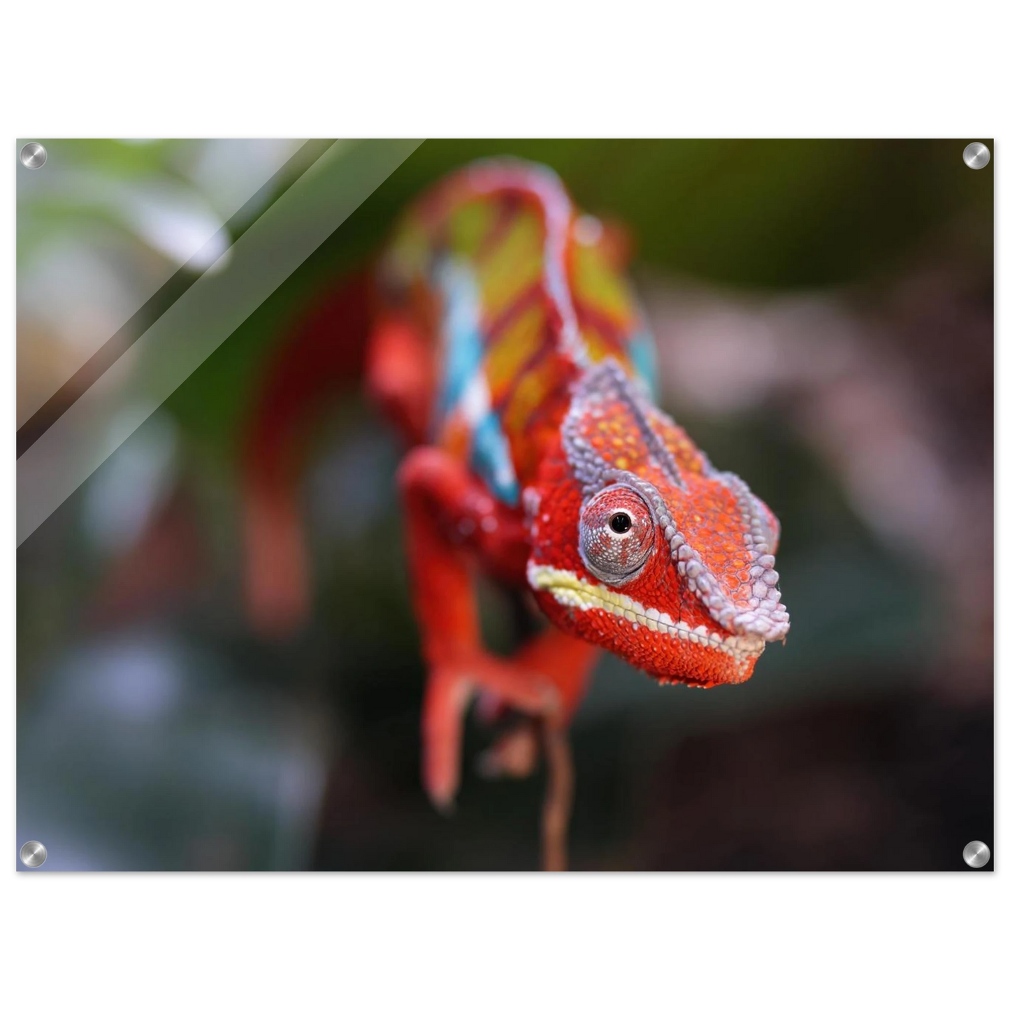 Wandbild faszinierendes chamaeleon portraet lebendige tierkunst fuer ihr zuhause in ihrer wunschgroesse