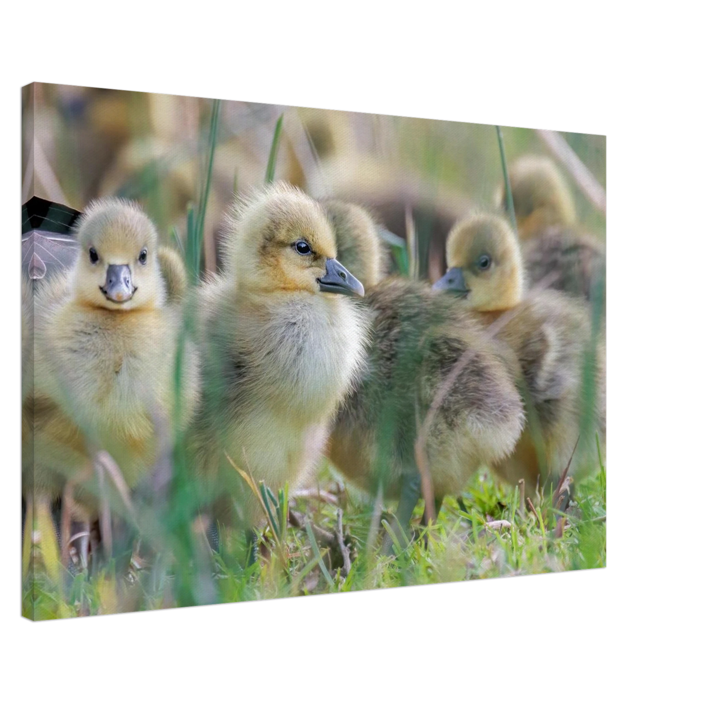 Wandbild kueken in zartgruen und gold suesse baby gans kunst in vielen groessen