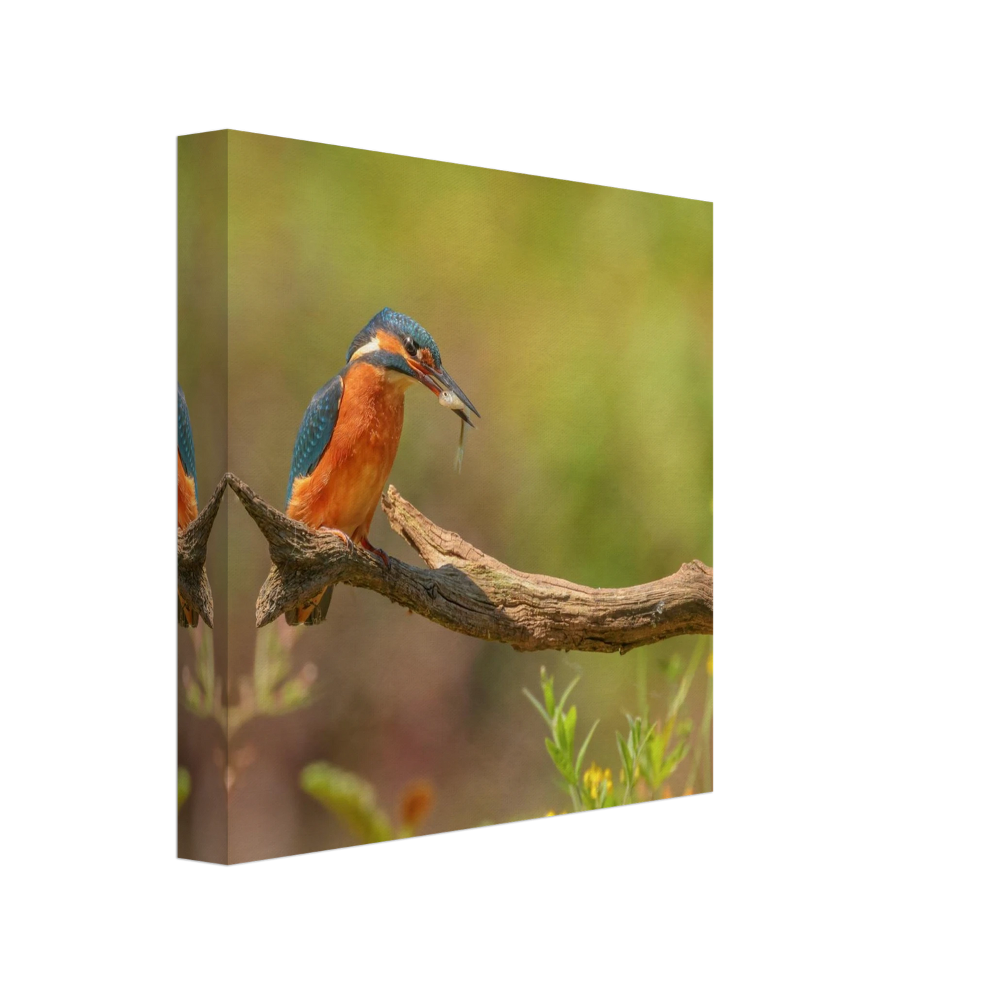 Wandbild eisvogel farbpracht leuchtende naturkunst fuer ihr zuhause in vielen groessen