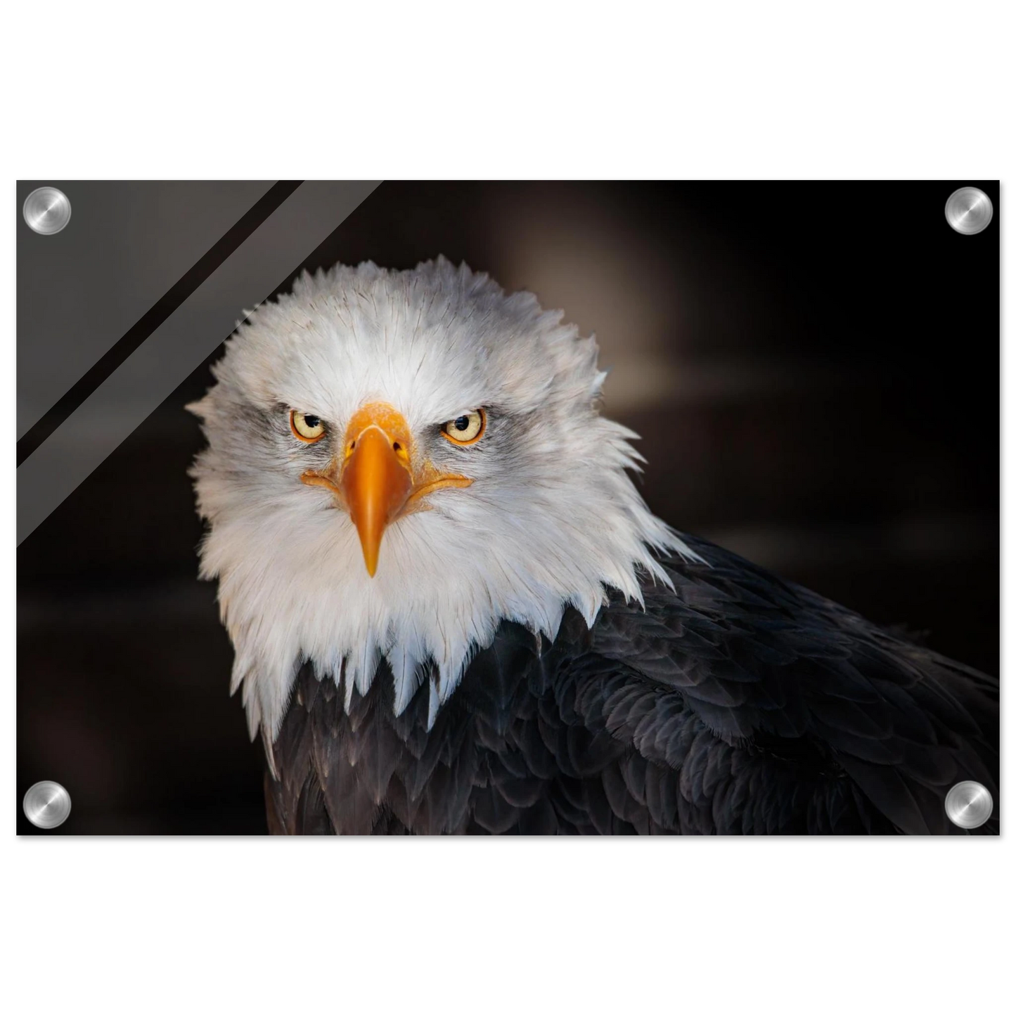 Wandbild majestaetischer adler ausdrucksstarke tierfotografie fuer ihr zuhause in vielen groessen erhaeltlich