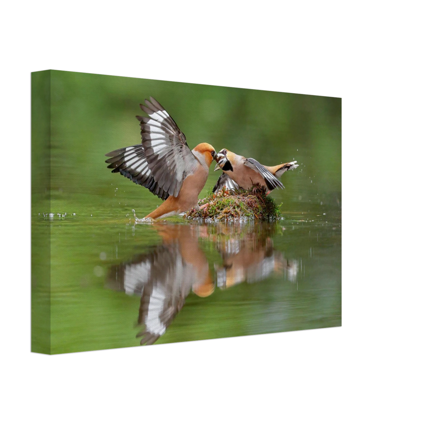 Wandbild momente der natur spektakulaerer kampf der voegel ueber dem wasser