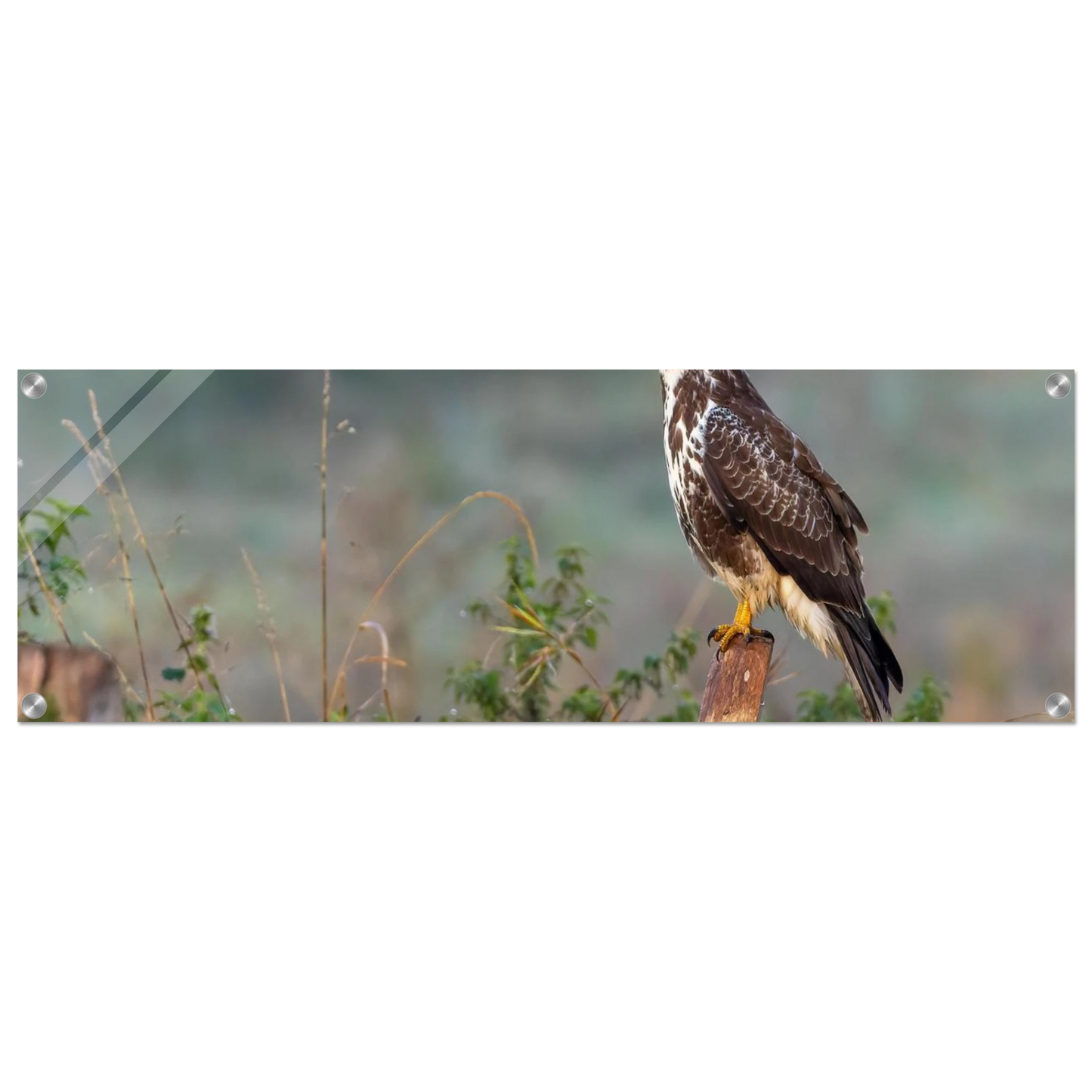 Wandbild majestaetischer bussard einblick in die wildnis auf hochglanz leinwand