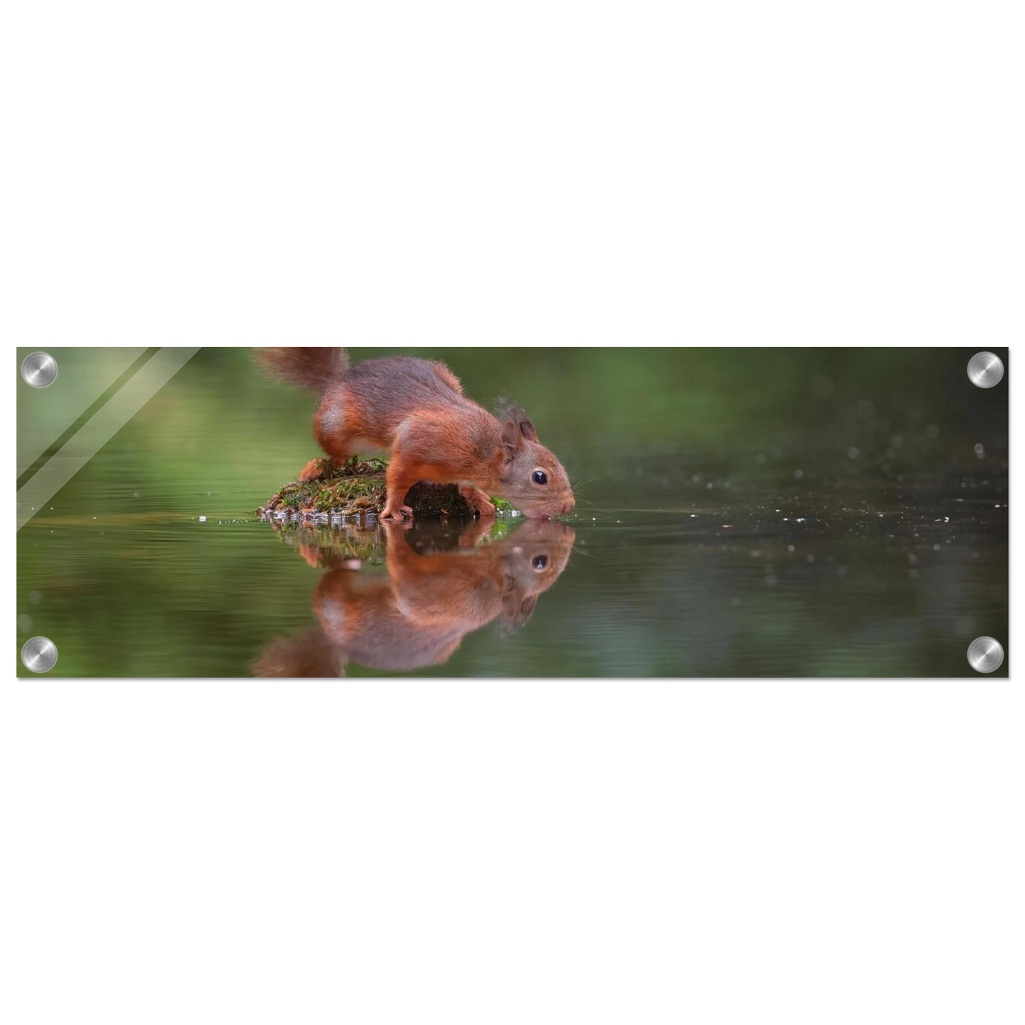 Wandbild durstiges eichhoernchen eine ruhige reflexion in der natur erhaeltlich in vielen groessen