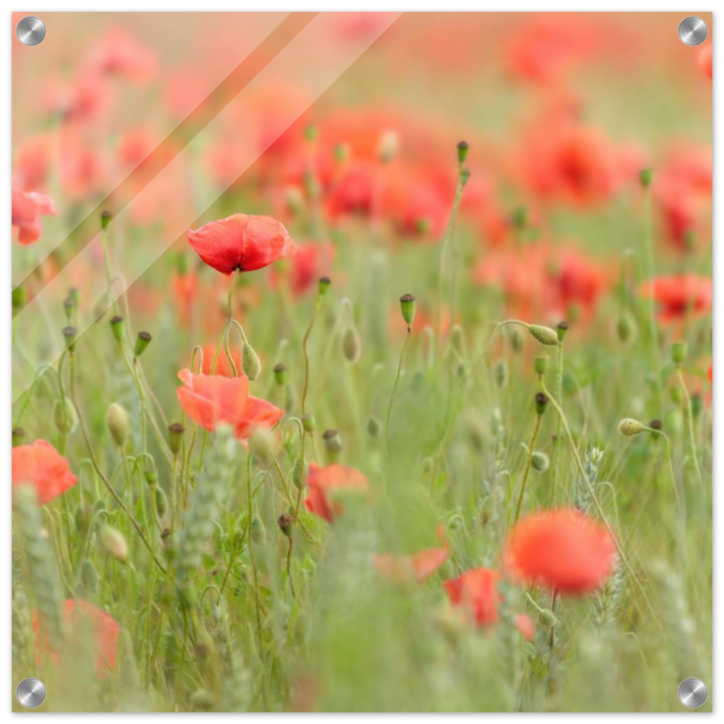Wandbild vertraeumtes mohnblumenfeld ein stueck sommer fuer ihr zuhause in vielen groessen