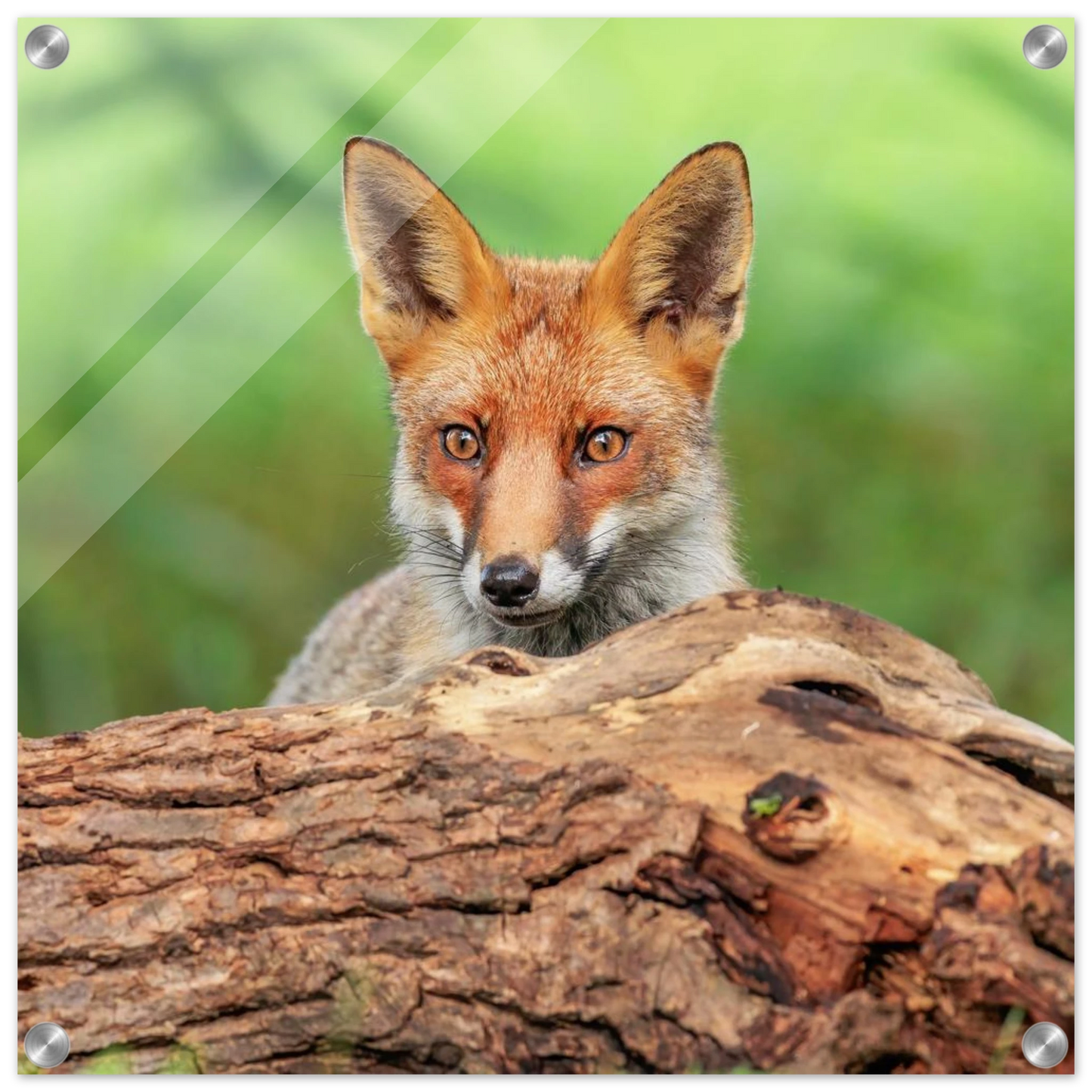 Wandbild fuchs im versteck einzigartige naturkunst fuer ihr zuhause