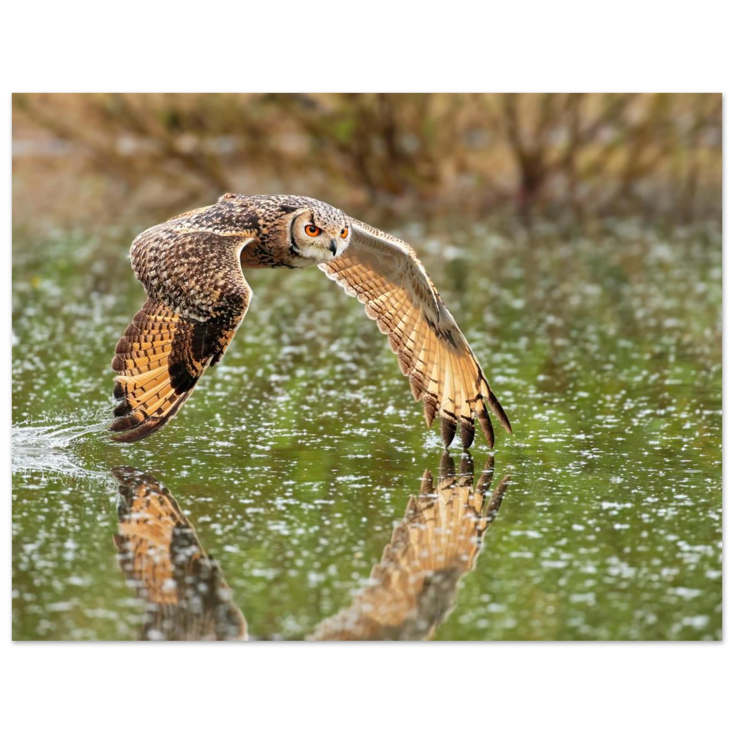 Wandbild majestaetische eule im flug naturfotografie mit lebendigen orangetoenen in ihrer wunschgroesse