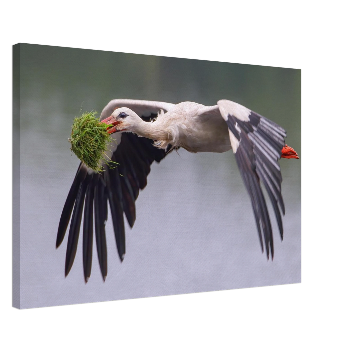 Wandbild nestbauender weissstorch im flug lebendige naturfotografie fuer ihr zuhause