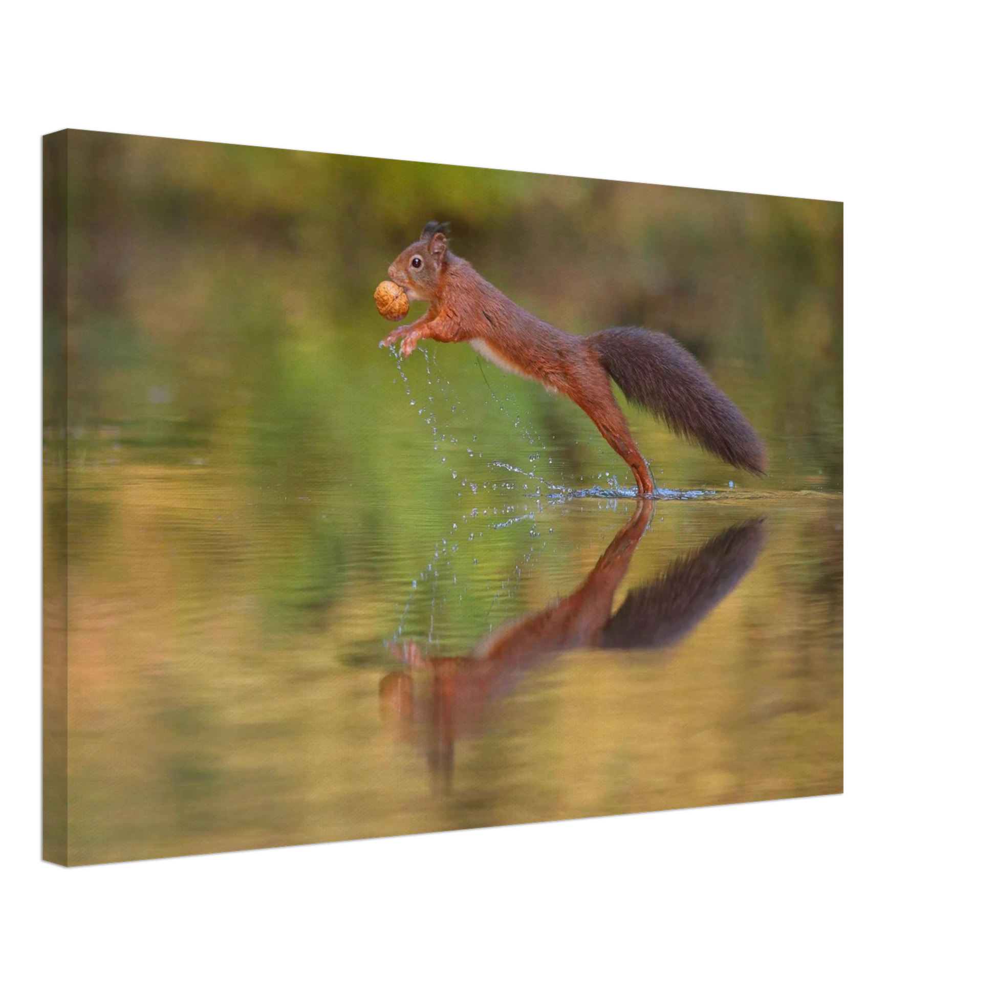 Wandbild eichhoernchen sprung dynamisches tierportrait auf premium leinwand in verschiedenen groessen erhaeltlich