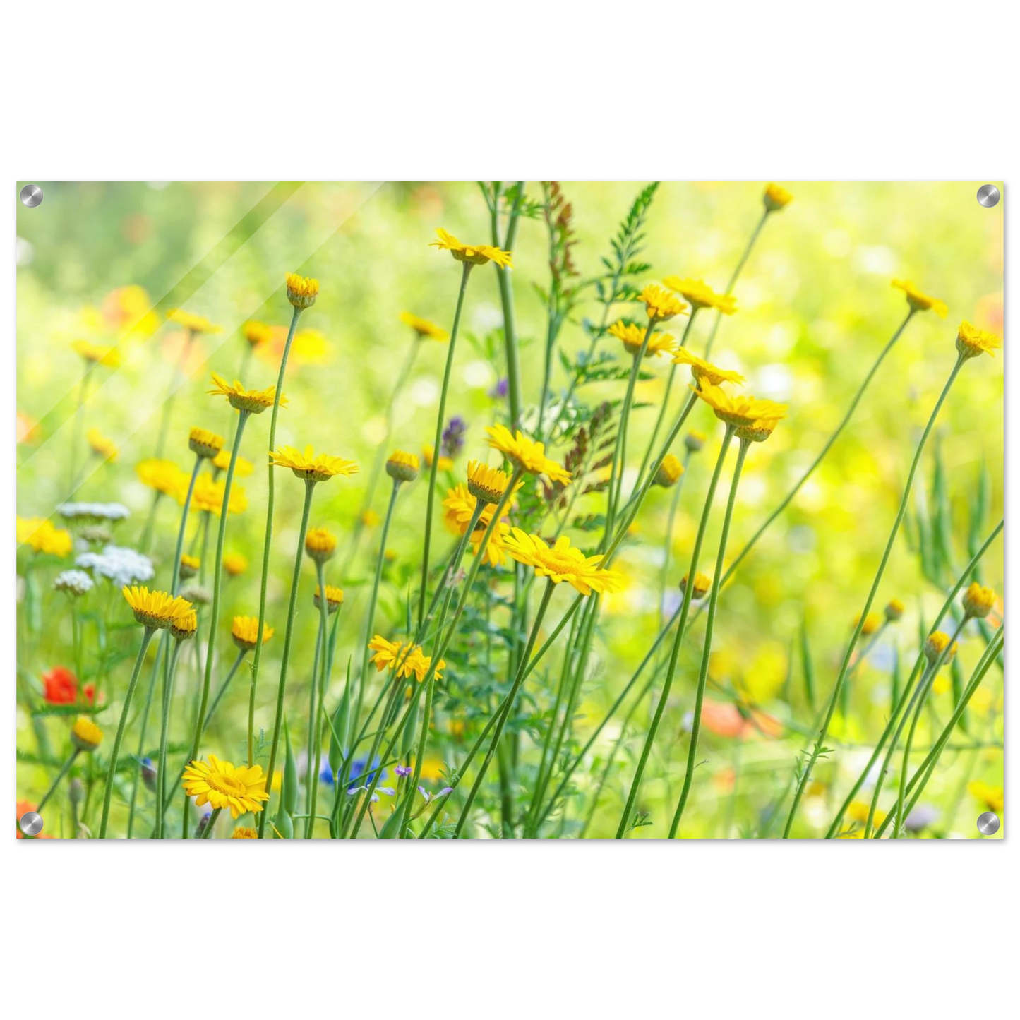Wandbild sunshine meadow lebendiger blumen druck in verschiedenen groessen