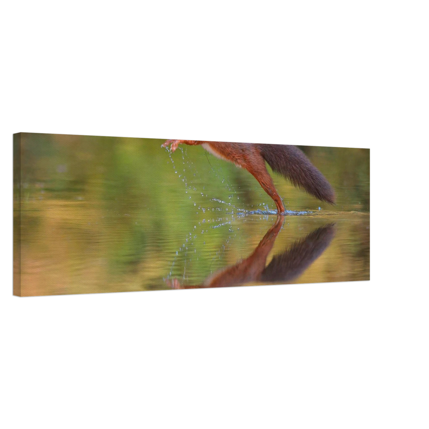 Wandbild eichhoernchen sprung dynamisches tierportrait auf premium leinwand in verschiedenen groessen erhaeltlich