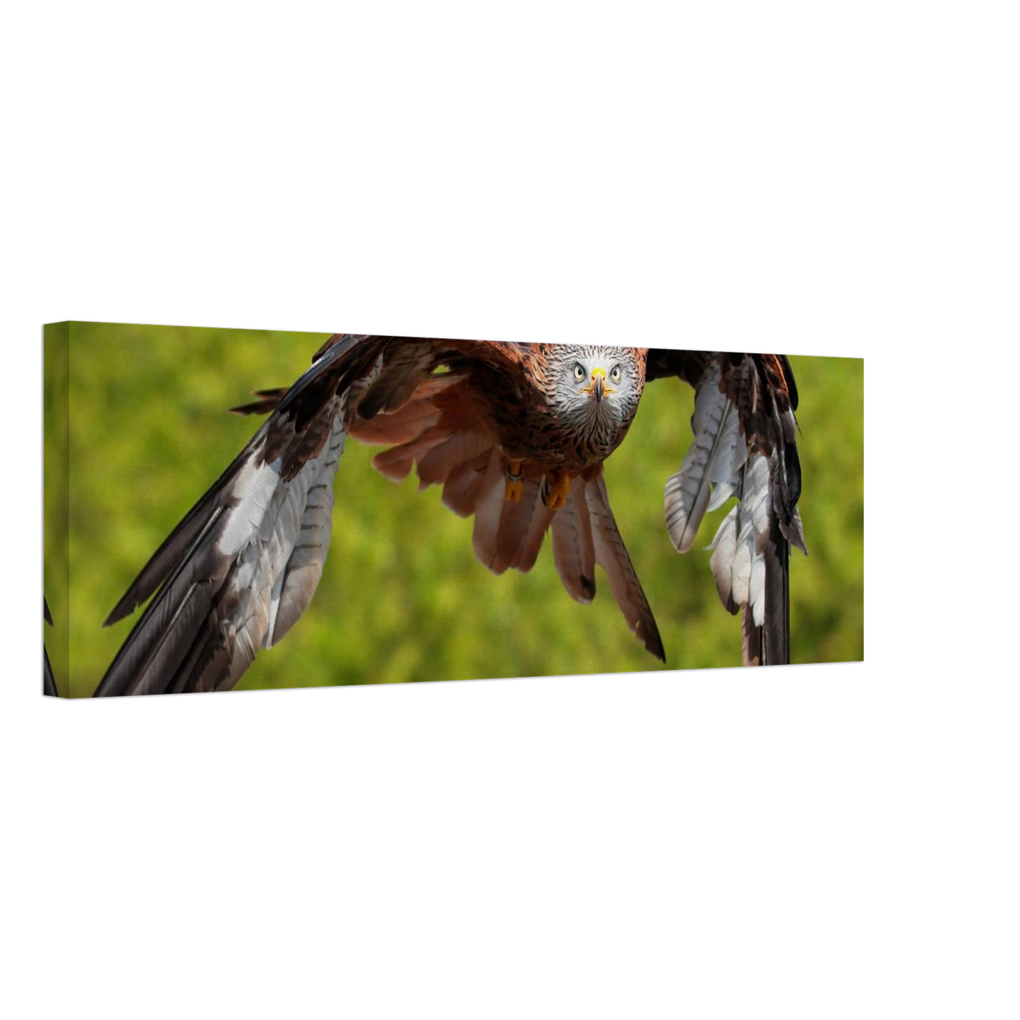 Wandbild majestaetischer rotmilan im flug atemberaubende tierfotografie fuer ihr zuhause erhaeltlich in zahlreichen groessen