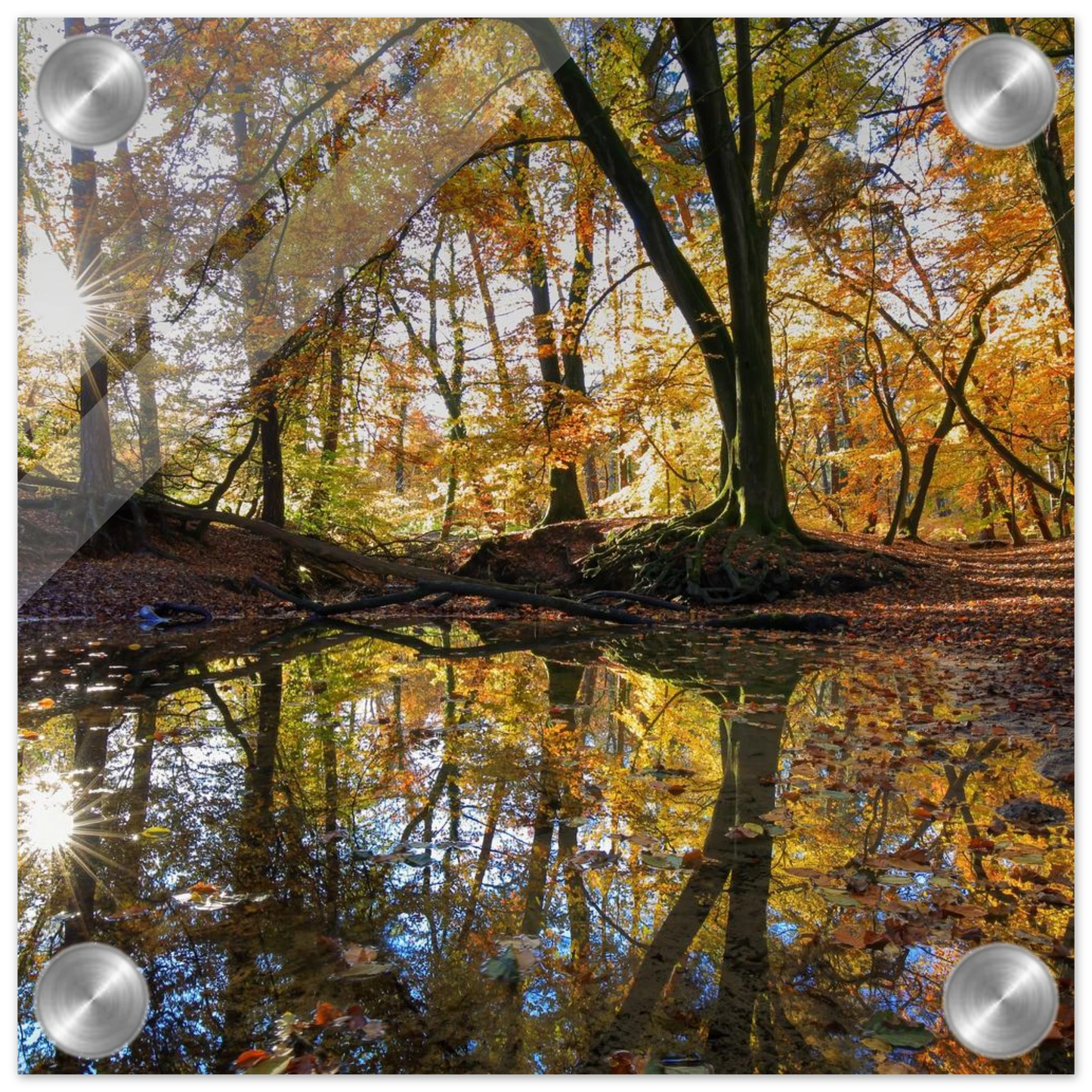 Wandbild goldener herbstwald stimmungsvolle spiegelung der natur in ihrer wunschgroesse