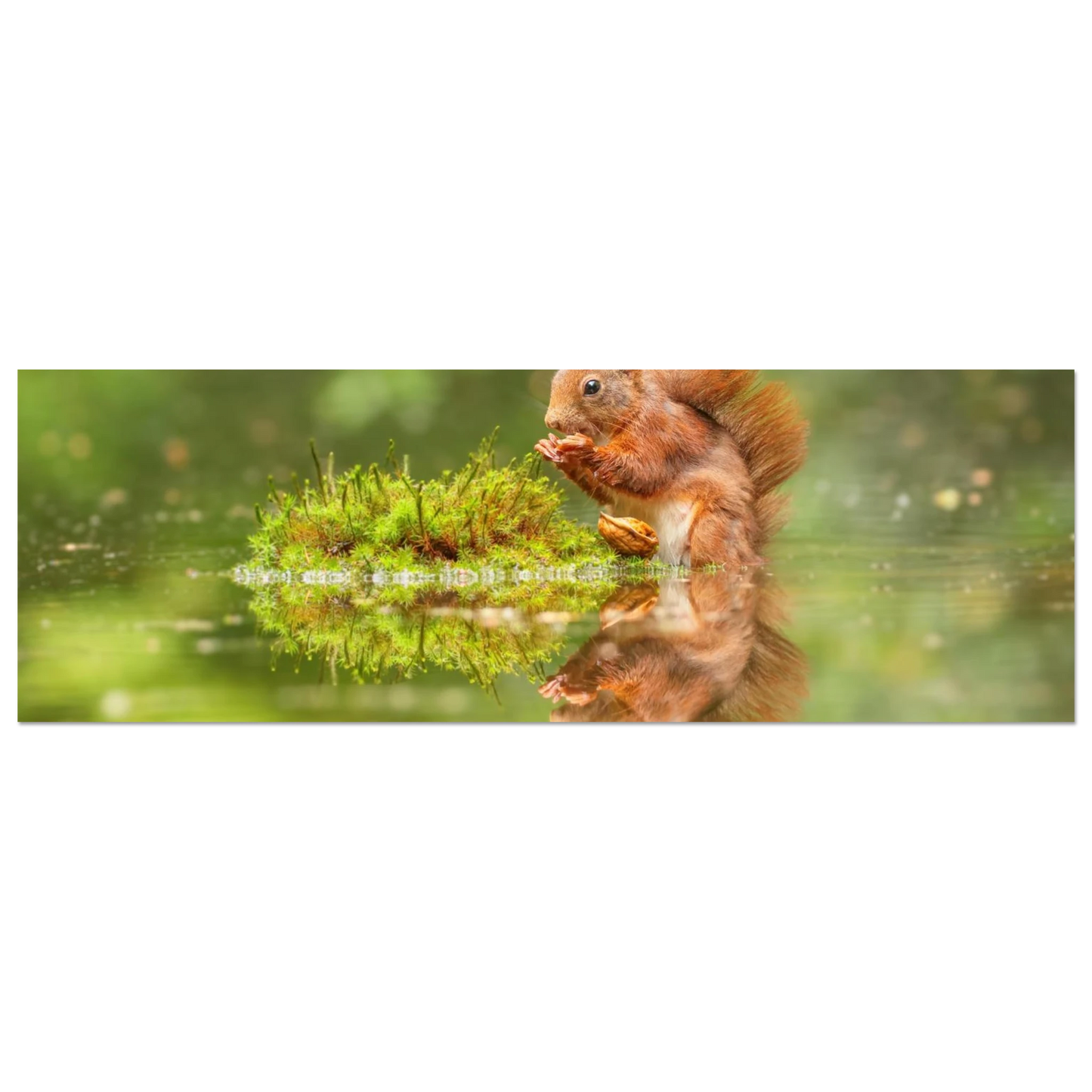 Wandbild bezauberndes eichhoernchen mit nuss ein spiegelbild der natur