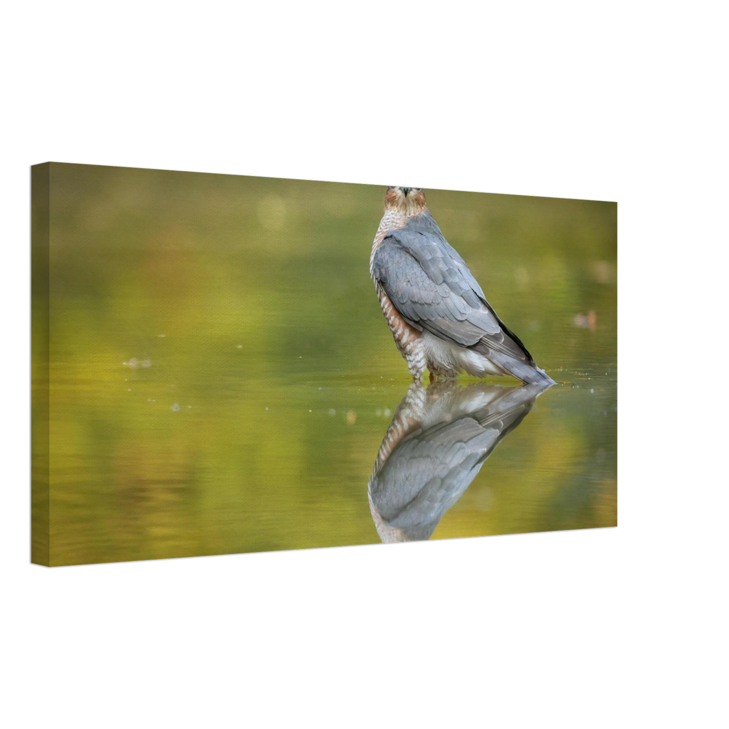 Wandbild mystischer sperber im morgengold faszinierende wildtierfotografie in ihrer wunschgroesse