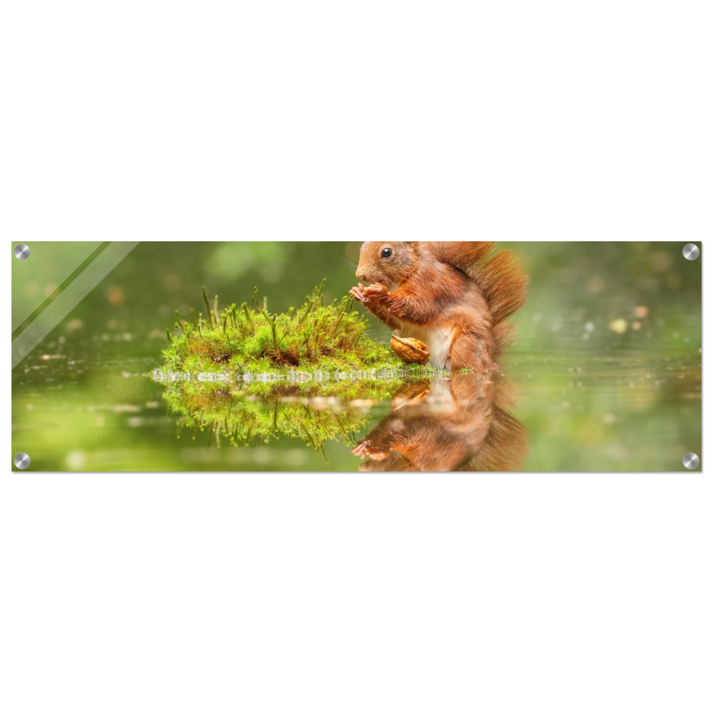 Wandbild bezauberndes eichhoernchen mit nuss ein spiegelbild der natur