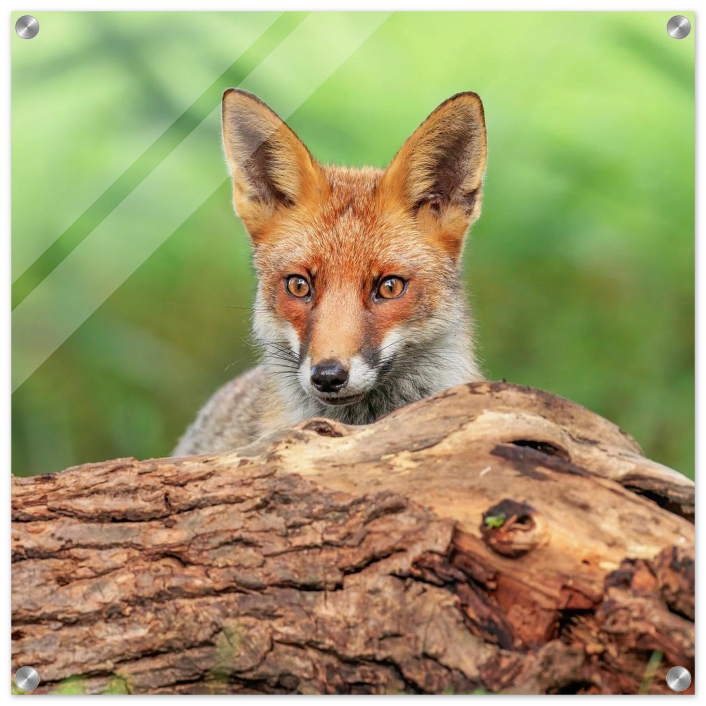 Wandbild fuchs im versteck einzigartige naturkunst fuer ihr zuhause