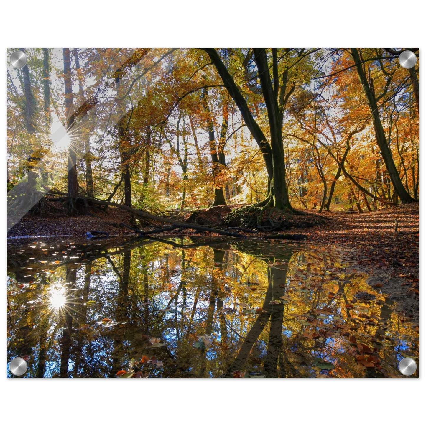 Wandbild goldener herbstwald stimmungsvolle spiegelung der natur in ihrer wunschgroesse