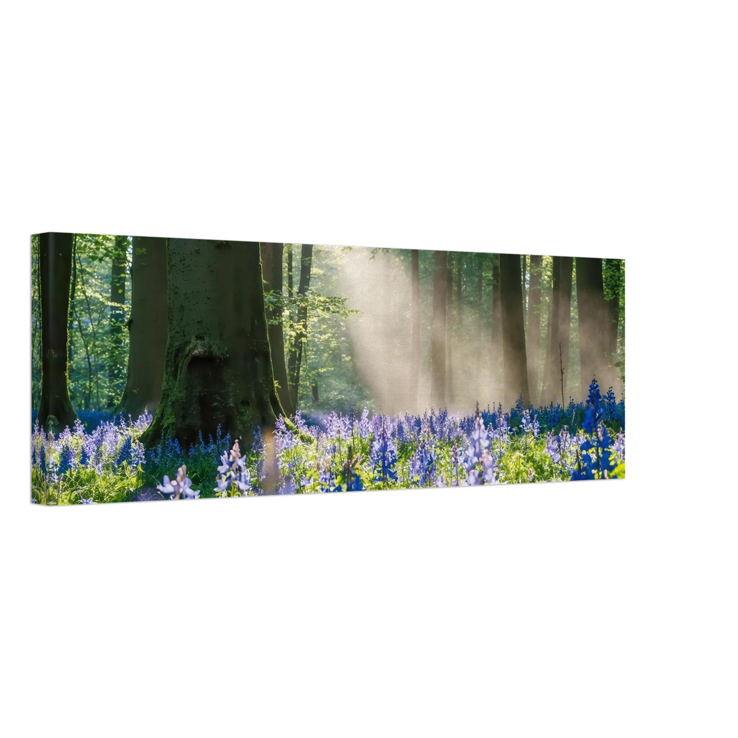 Wandbild mystische waldlichtung mit blauen glockenblumen sonnenverwoehntes naturbild in verschiedenen groessen