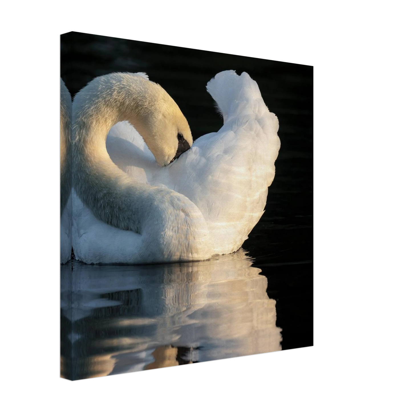 Wandbild schwan bei sonnenuntergang elegante wandkunst fuer ihr zuhause